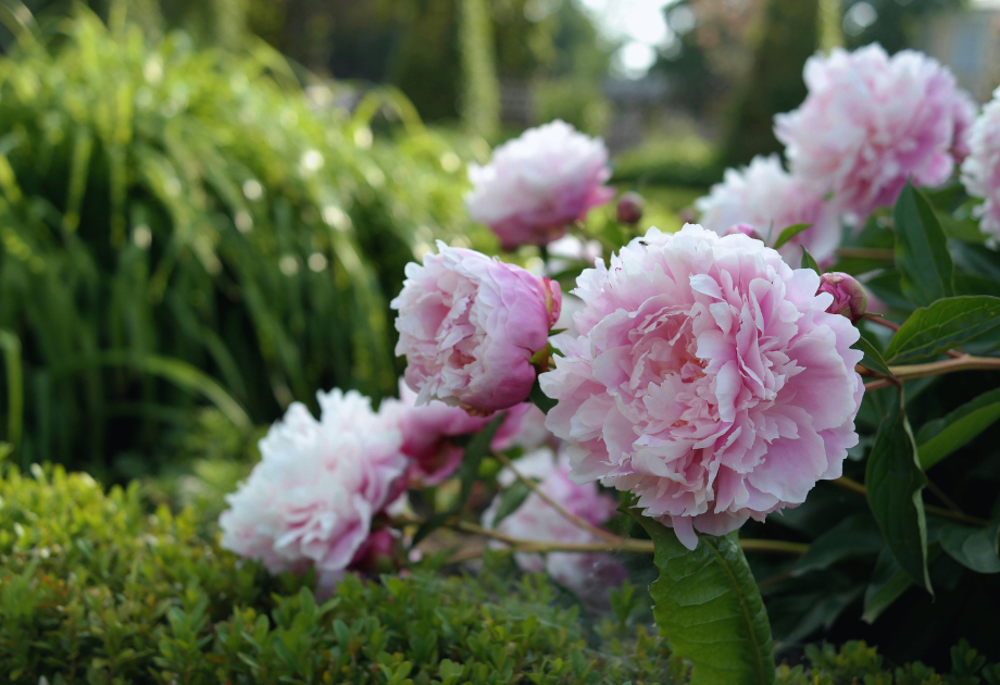 Pink peonies in bloom